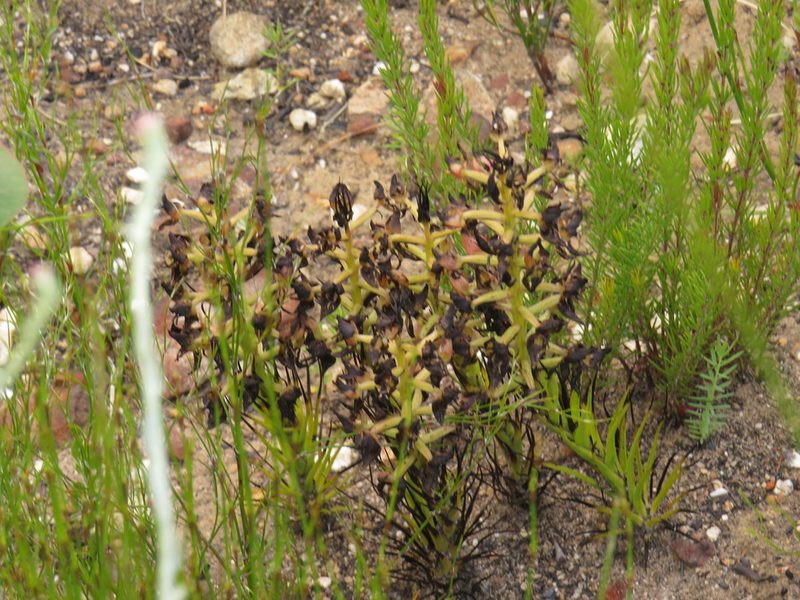 Ceratandra atrata, photographed by Jeremy Gilmore