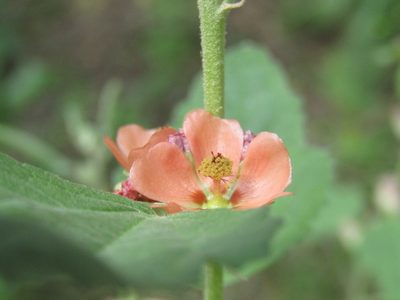 Sphaeralcea bonariensis, photographed by Candela Castro