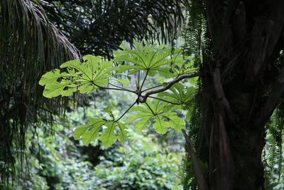 Cecropia polystachya, photographed by Andy Jordan