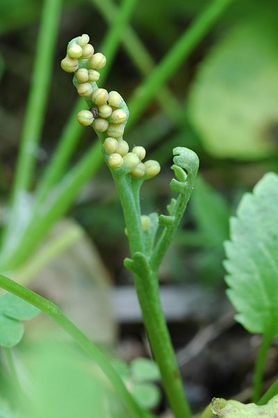 Botrychium lineare, photographed by Timothy McNitt