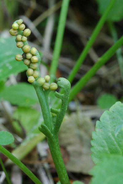Botrychium lineare, photographed by Timothy McNitt
