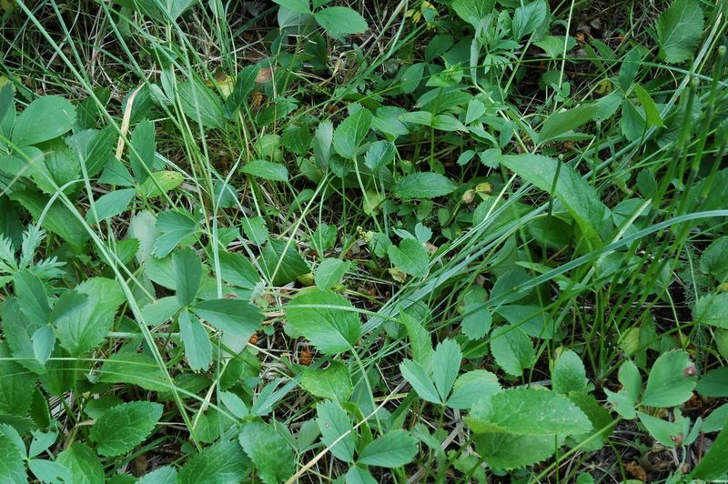 Botrychium lineare, photographed by Timothy McNitt
