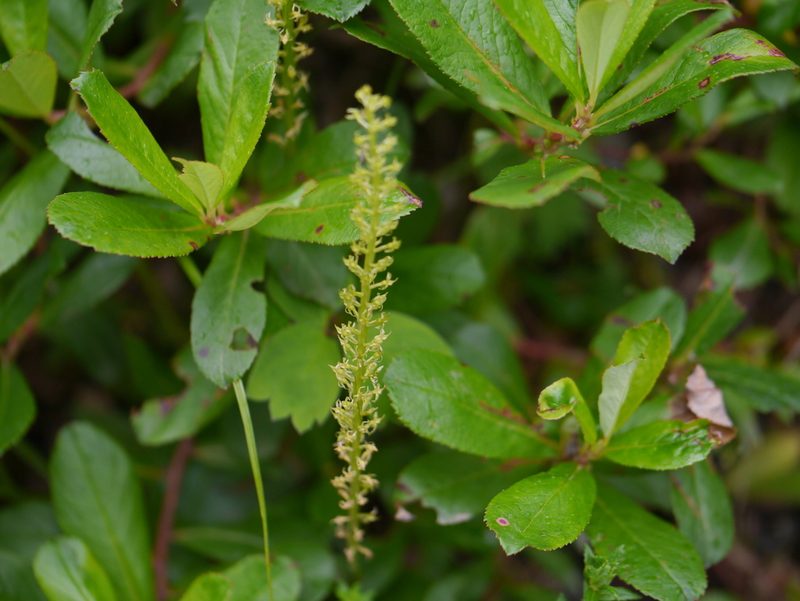 Malaxis muscifera, photographed by Dinesh Valke