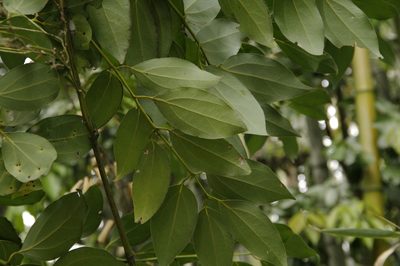 Cinnamomum chekiangense, photographed by Eric Knight