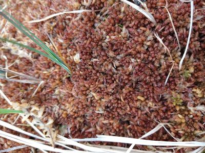 Sphagnum magellanicum, photographed by Pablo