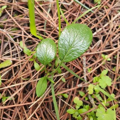 Thapsia garganica, photographed by Mehdi Chetibi