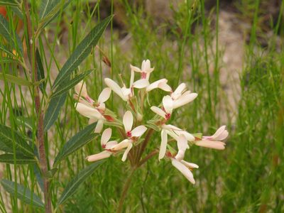 Pelargonium rapaceum, photographed by Jeremy Gilmore