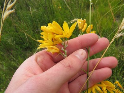 Ixia odorata, photographed by Jeremy Gilmore