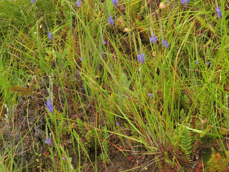 Micranthus plantagineus, photographed by Jeremy Gilmore