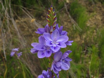 Thereianthus spicatus, photographed by Jeremy Gilmore