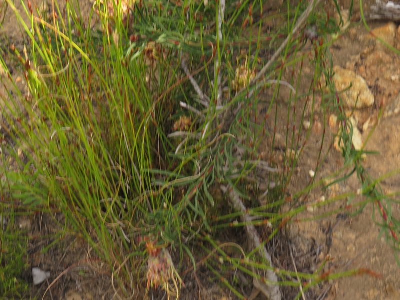 Leucospermum lineare, photographed by Jeremy Gilmore