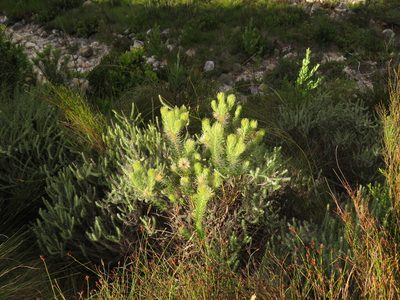 Phylica pubescens, photographed by Jeremy Gilmore