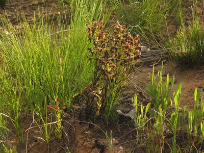 Ceratandra atrata, photographed by Jeremy Gilmore