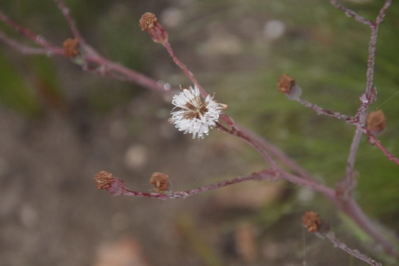 Senecio cymbalariifolius, photographed by Tony Rebelo