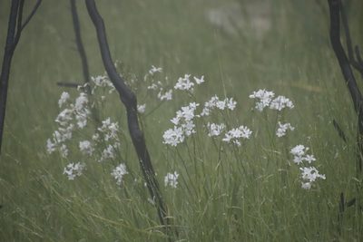 Schizorhiza neglecta, photographed by Tony Rebelo