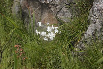 Schizorhiza neglecta, photographed by Tony Rebelo