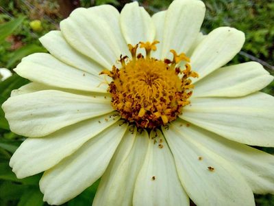 Zinnia elegans, photographed by Filipi Miranda Soares