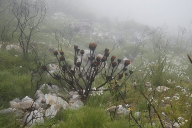 Protea grandiceps, photographed by Tony Rebelo