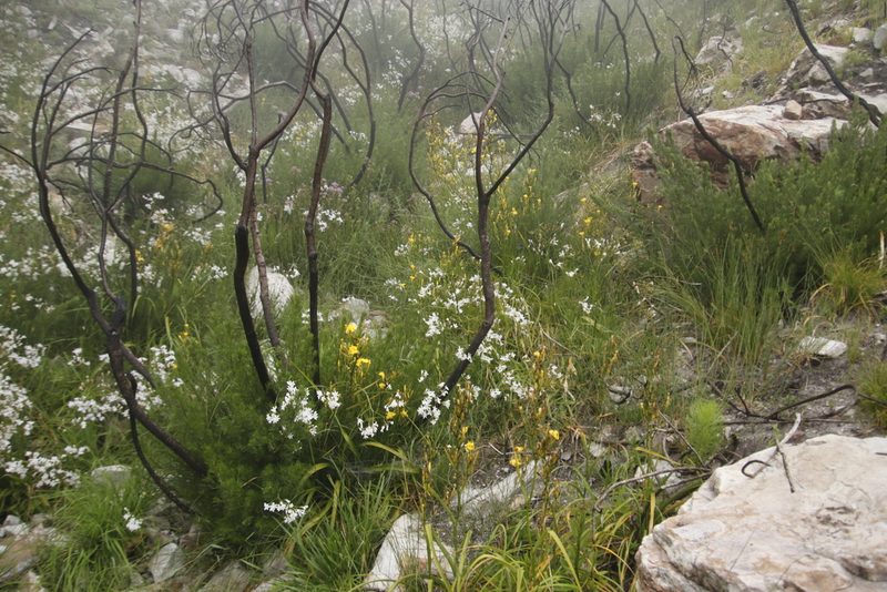 Schizorhiza neglecta, photographed by Tony Rebelo
