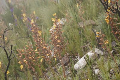 Wachendorfia paniculata, photographed by Tony Rebelo