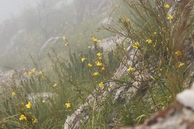 Moraea ramosissima, photographed by Tony Rebelo