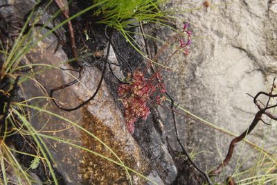 Drosera cuneifolia, photographed by Tony Rebelo