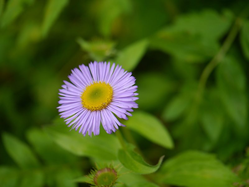 Erigeron multiradiatus, photographed by Dinesh Valke