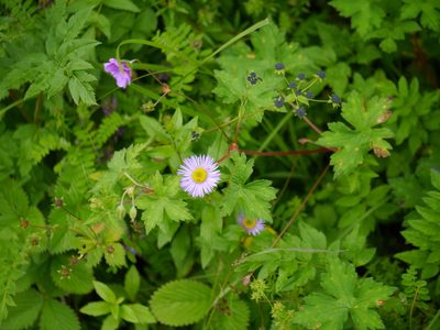 Erigeron multiradiatus, photographed by Dinesh Valke