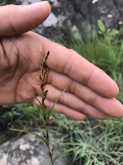 Costularia natalensis, photographed by rosshawkins