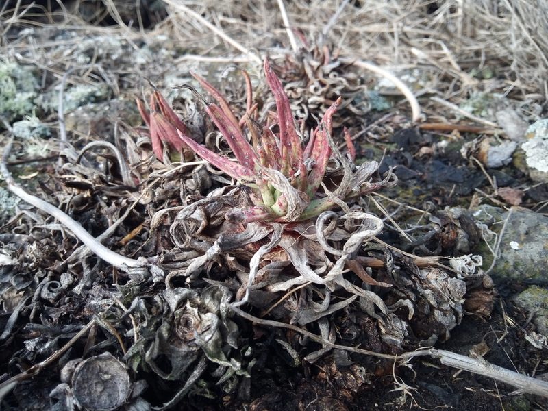 Dudleya linearis, photographed by steve b