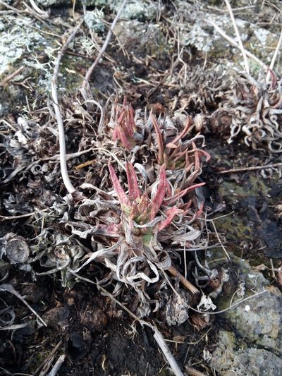 Dudleya linearis, photographed by steve b
