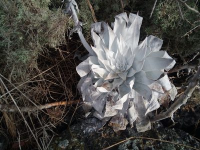 Dudleya anthonyi, photographed by steve b