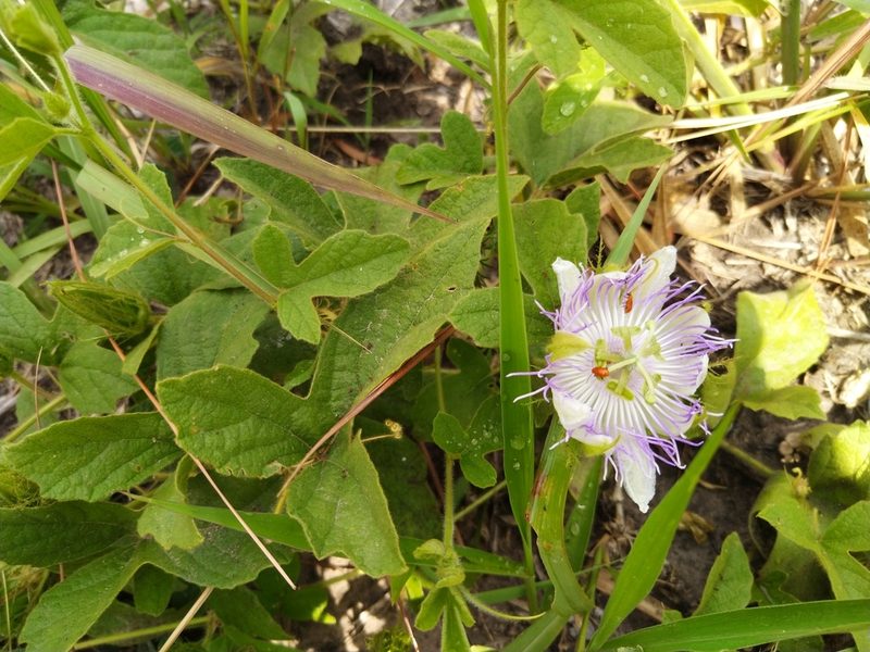 Passiflora chrysophylla, photographed by Patricio Cowper Coles