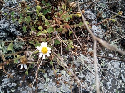 Amauria rotundifolia, photographed by steve b