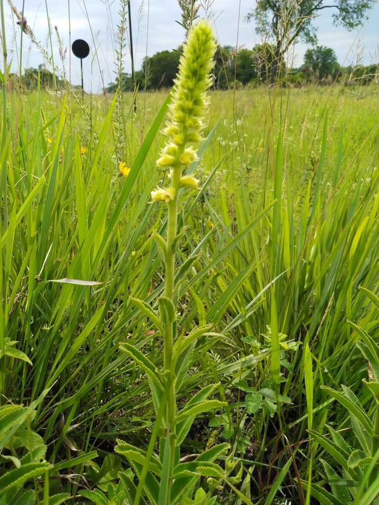 Sinningia lutea, photographed by Patricio Cowper Coles