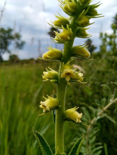 Sinningia lutea, photographed by Patricio Cowper Coles