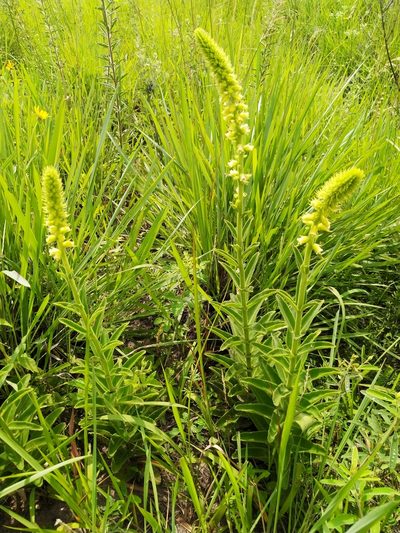 Sinningia lutea, photographed by Patricio Cowper Coles