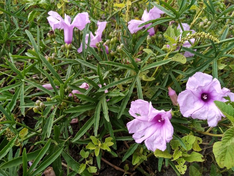 Ipomoea platensis, photographed by Patricio Cowper Coles