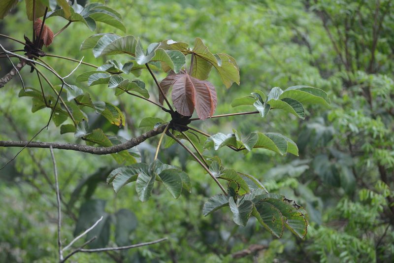 Cecropia palmata, photographed by B. Phalan