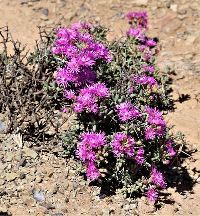 Ruschia spinosa, photographed by Dave Brown