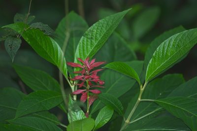 Megaskepasma erythrochlamys, photographed by B. Phalan
