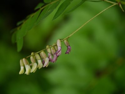 Astragalus chlorostachys, photographed by Dinesh Valke