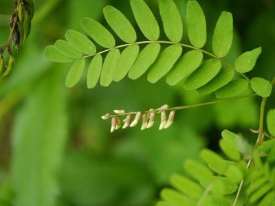 Astragalus chlorostachys, photographed by Dinesh Valke