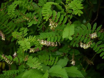 Astragalus chlorostachys, photographed by Dinesh Valke