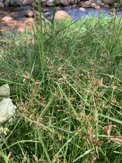 Cyperus mundii, photographed by Dave Richardson