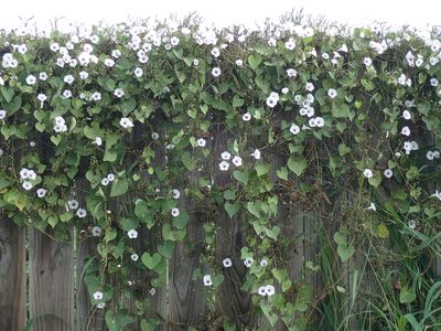 Ipomoea amnicola, photographed by John Baur