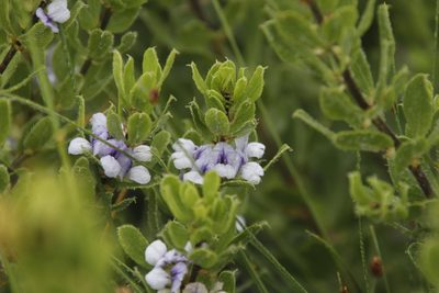Psoralea obliqua, photographed by Tony Rebelo