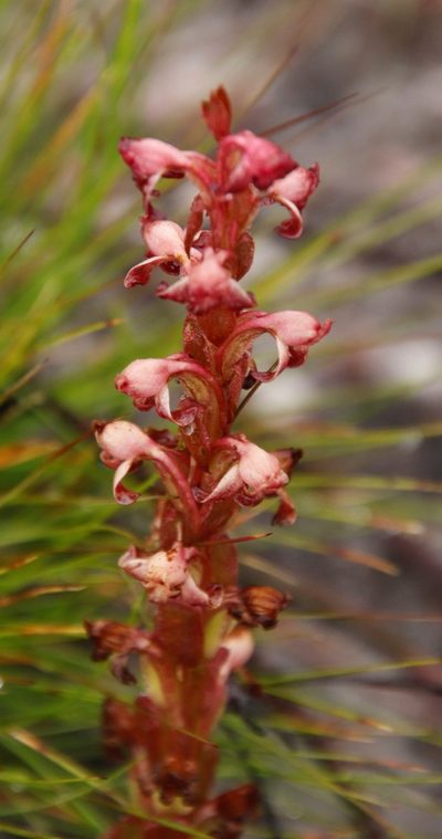 Satyrium situsanguinum, photographed by Tony Rebelo