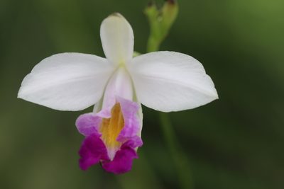 Arundina graminifolia, photographed by Skjold Søndergaard
