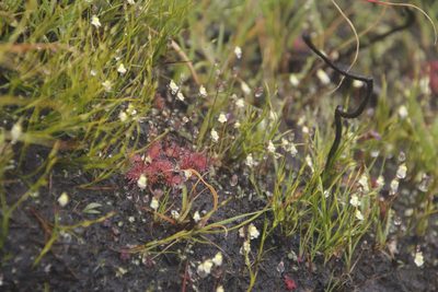Drosera trinervia, photographed by Tony Rebelo